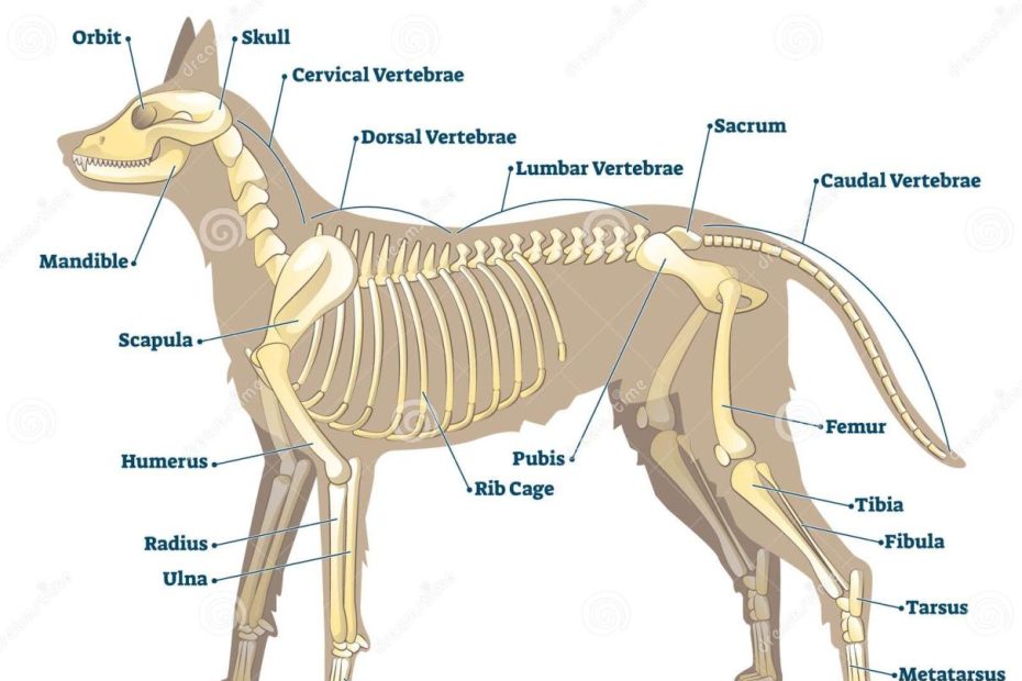 Anatomie Van Het Skelet Van De Hond Met Een Gelabelde Vectorillustratie Van  De Binnenste Botschors Vector Illustratie - Illustration Of Illustratie,  Lichaam: 189108202