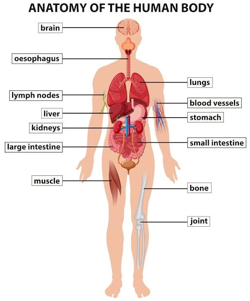 Diagrama Mostrando A Anatomia Do Corpo Humano | Vetor Premium