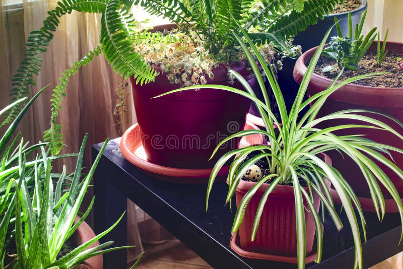 House Plants Close-Up Shot. Spider Plant, Nephrolepis Exaltata And Aloe Vera  Plants. Stock Photo - Image Of Hobby, Close: 184381844