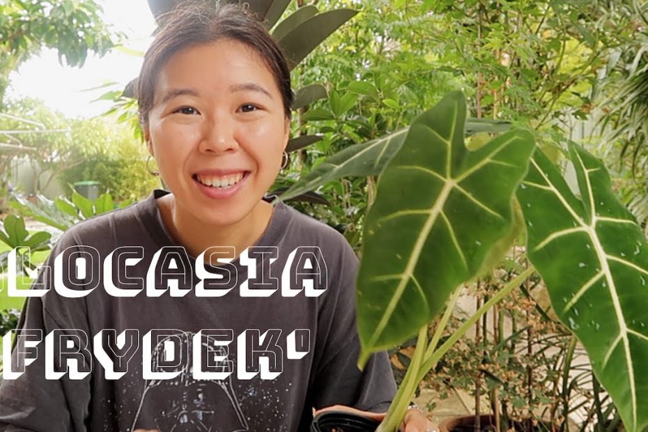 How To Care For Alocasia Micholitziana | Alocasia Frydek/ 'Green Velvet' -  Youtube