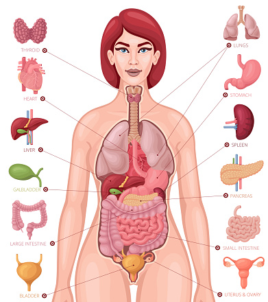 Menselijke Anatomie Vrouwelijk Lichaam En Organen Diagram Stockvectorkunst  En Meer Beelden Van Buik - Istock