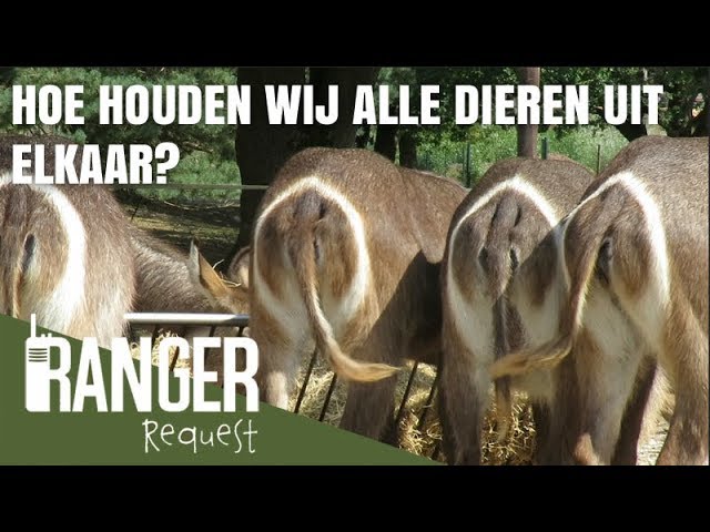 Hoe Houden Wij Alle Dieren Uit Elkaar? | Ranger Request - Youtube