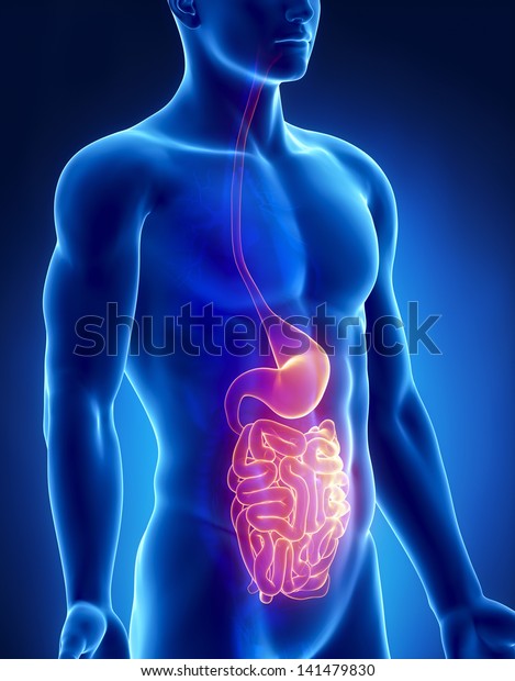 Maag En Darm Mannelijke Anatomie Anterior: Stockillustratie 141479830 |  Shutterstock