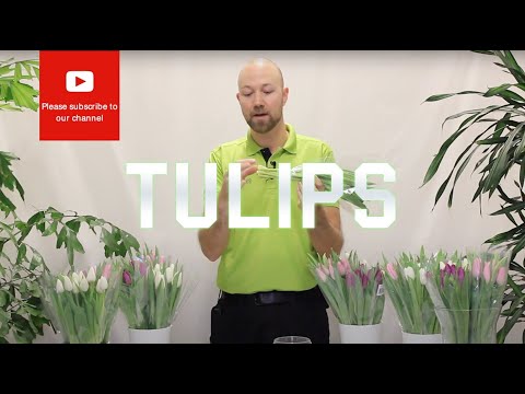 Tips and tricks Tulips