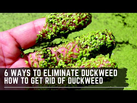 6 Easy Ways to Get Rid of Duckweed - How to Eliminate Duckweed from your Aquarium